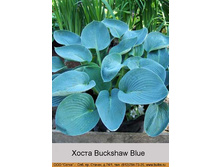 Buckshaw_Blue 68�.jpg