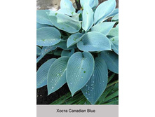 Canadian_Blue 55�.jpg