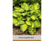 Capitan_Kirk 95�.jpg