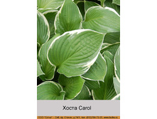 Carol 34�.jpg