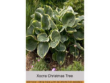 Christmas_Tree 44�.jpg