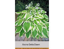Delta_Dawn 68�.jpg
