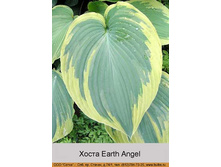 Earth_Angel 95�.jpg
