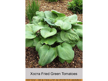 Fried_Green_Tomatoes 81�.jpg