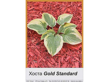 Gold_Standard 35�.jpg