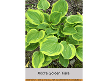 Golden_Tiara 32�.jpg