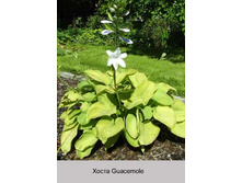 Guacemole 44�.jpg