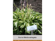 Mediovariegata 35�.jpg