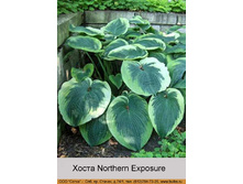 Northern_Exposure 95�.jpg