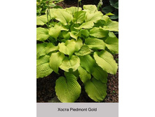 Piedmont_Gold 68�.jpg