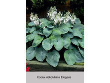 sieboldiana_Elegans 41�.jpg