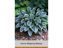 Sleeping_Beauty 67�.jpg