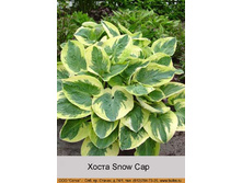 Snow_Cap 55�.jpg