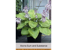 Sum_and_Substance 67�.jpg