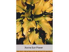 Sun_Power 122�.jpg