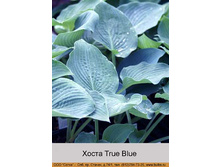 True_Blue 42�.jpg