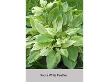 White_Feather 82�.jpg
