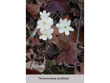 acutiloba 160�.jpg