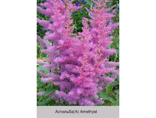 Amethyst 34�.jpg