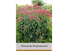 Atropurpureum 43�.jpg