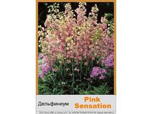 bel_Pink_Sensation 67�.jpg