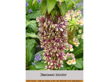 bicolor 51�.jpg