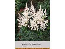 Bumalda 36�.jpg