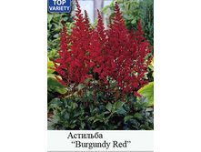 Burgundy_Red 37�.jpg