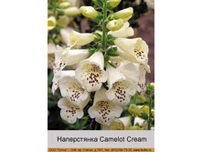 Camelot_Cream 63�.jpg