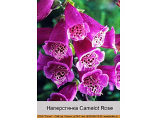 Camelot_Rose 63�.jpg