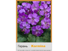 cant_Karmina 42�.jpg