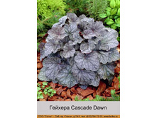 Cascade_Dawn 97�.jpg
