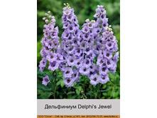 Delphi's_Jewel 96�.jpg