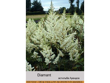 Diamant 34�.jpg