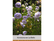 La_Bello 134�.jpg