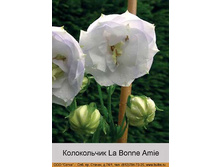 La_Bonne_Amie 134�.jpg