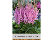 Little_Vision_in_Pink 48�.jpg