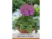 Little_Vision_in_Purple 48�.jpg