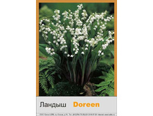 majalis_Doreen 18�.jpg