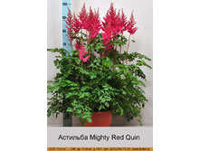 Mighty_Red_Quin 89�..jpg