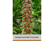 Milk_Chocolate 55�.jpg
