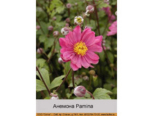 Pamina 70�.jpg