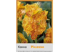 Picasso 55�.jpg