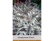 Pictum 100�.jpg