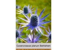planum_Bethlehem 17�.jpg