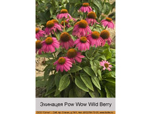 Pow_Wow_Wild_Berry 70�.jpg