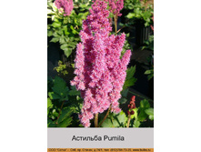 Pumila 45�.jpg
