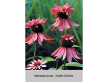 purp_Double_Decker 50�.jpg