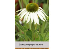 purpurea_Alba 21�.jpg
