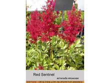 Red_Sentinel 37�.jpg